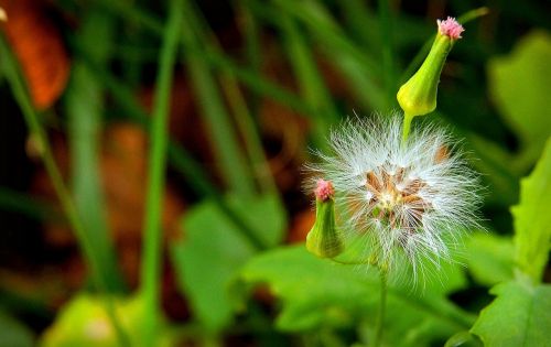 dandelion flower of the field bokeh