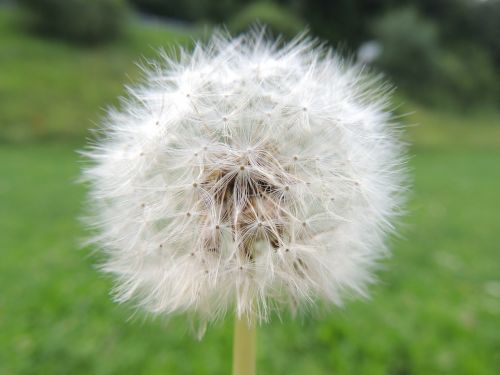 dandelion incomplete flower