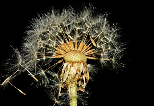 dandelion seeds nature