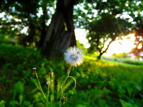 dandelion sunset grass