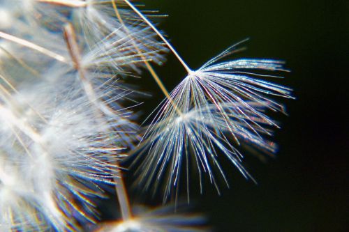 dandelion nature macro