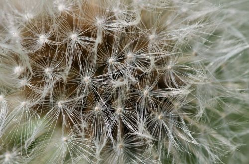 dandelion fluff detail