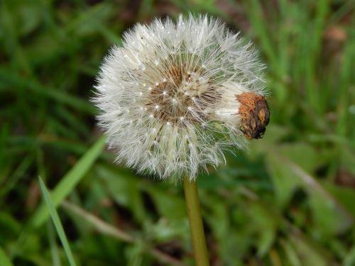 dandelion fluff spring