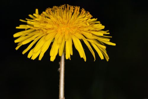 dandelion blossom bloom