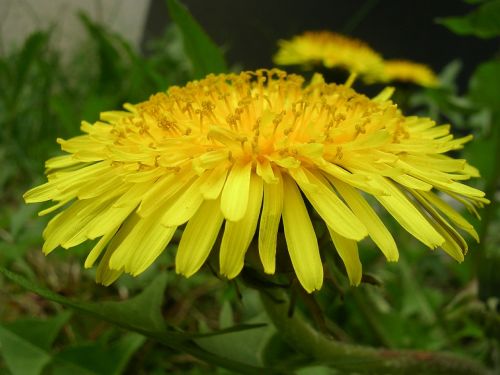 dandelion blossom bloom