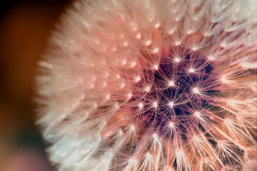 dandelion seeds dandelion crown