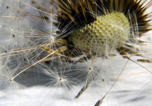 dandelion seed faded