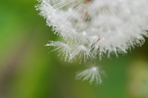 dandelion fluff spring