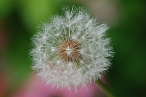 dandelion fluff spring