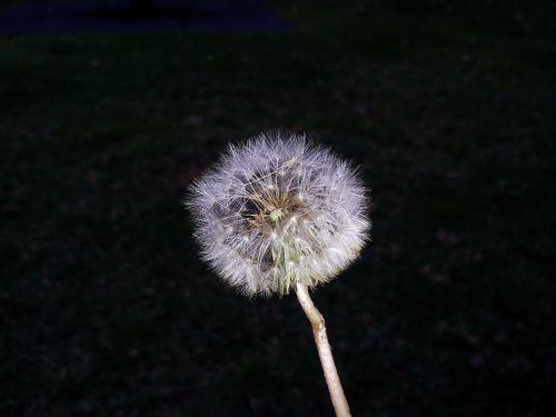 dandelion flower white