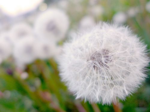 dandelion flower plant