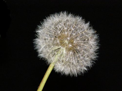 dandelion blowball flower