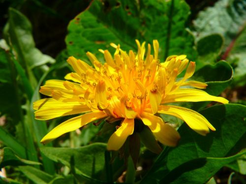 dandelion wildflowers close