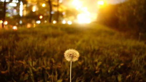 dandelion seeds pool