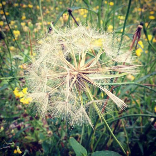 dandelion flower meadow nature
