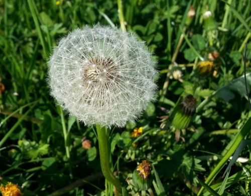 dandelion meadow green