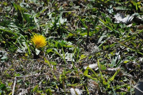 dandelion yellow spring