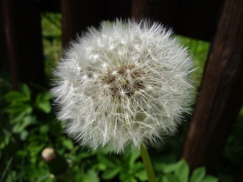 dandelion flower plant