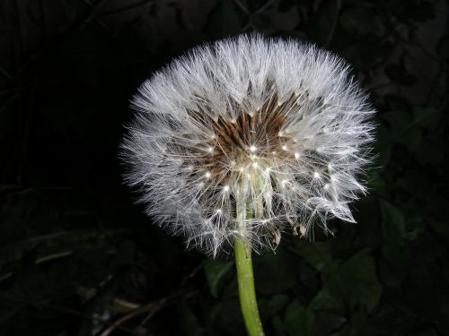 dandelion macro wind