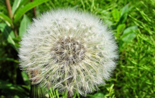 dandelion flower macro