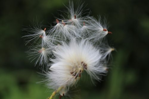 dandelion seeds nature