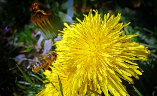 dandelion flower yellow