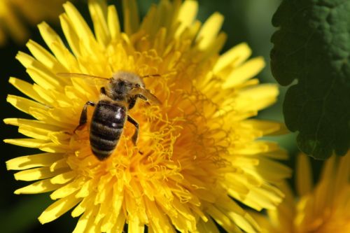 dandelion flower spring