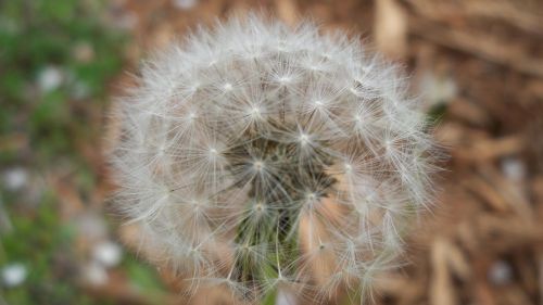 dandelion summer plant