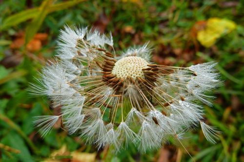 dandelion nature plant