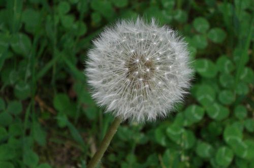 dandelion green nature