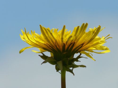 dandelion meadow grass