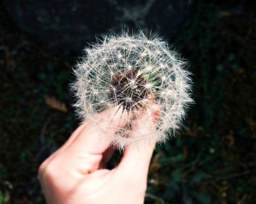 dandelion flower hand