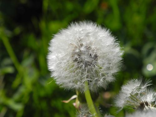 dandelion white close