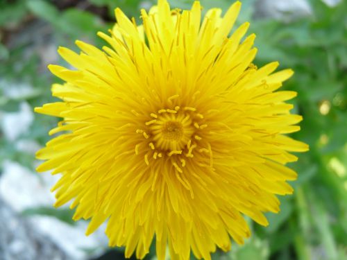 dandelion flower blossom