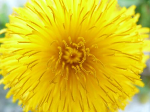 dandelion flower blossom