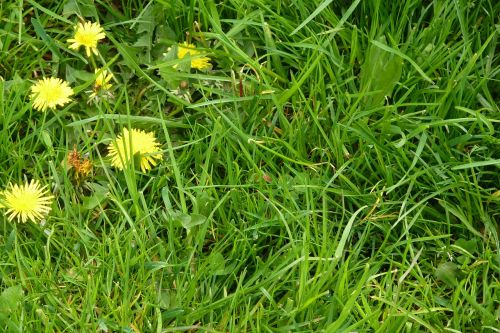 dandelion meadow yellow