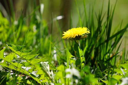 dandelion yellow open