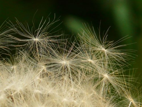 dandelion seeds flower