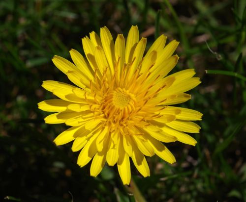 dandelion flower yellow