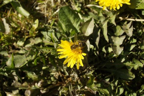 dandelion bee insect