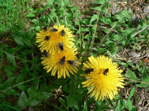 dandelion fly nature