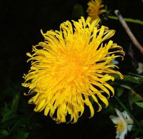 dandelion blossom bloom