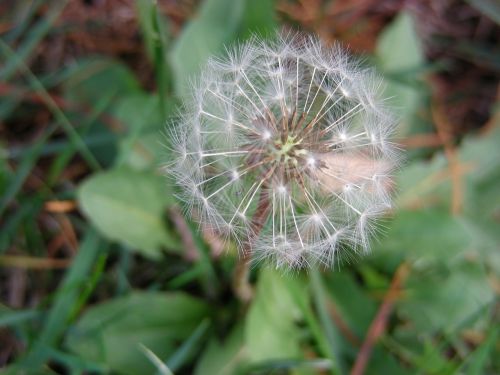 dandelion dandelions flowers