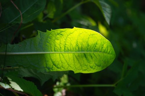 dandelion leaf green