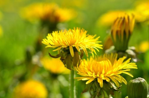 dandelion yellow spring