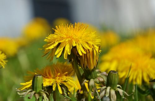 dandelion meadow yellow