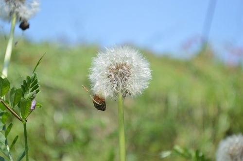 dandelion fluff plant