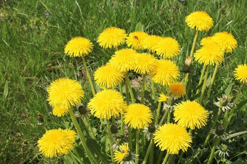 dandelion wild flower pointed flower