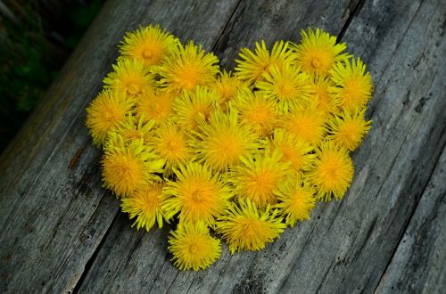 dandelion heart flowers