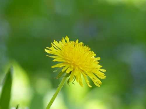 dandelion flower plant